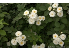 無刺薔薇