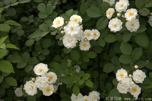 薔薇苗圖片基地實拍
