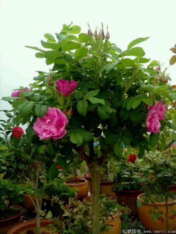 玫瑰花苗圖片基地實拍
