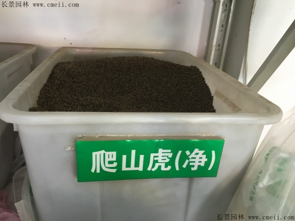 爬山虎種子圖片 爬山虎種子圖片