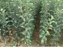 新疆適合種植蘋果嗎 蘋果種植技術