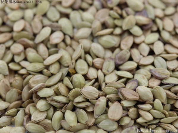 百喜草種子圖片