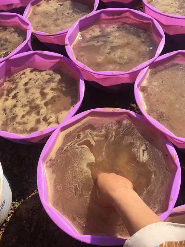 荷花苗種藕蓮藕苗