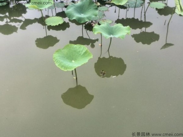 荷花苗種藕蓮藕苗
