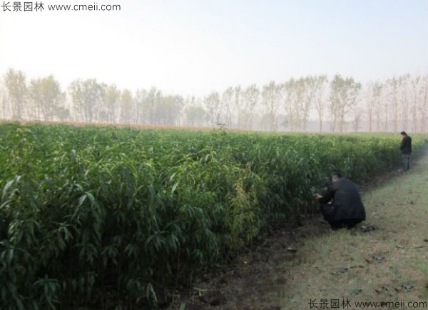 桃樹種子發芽出苗圖片