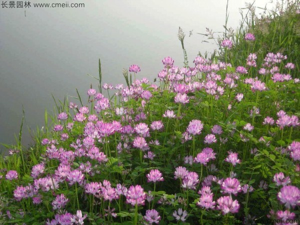 紅花酢漿草種子發芽出苗開花圖片