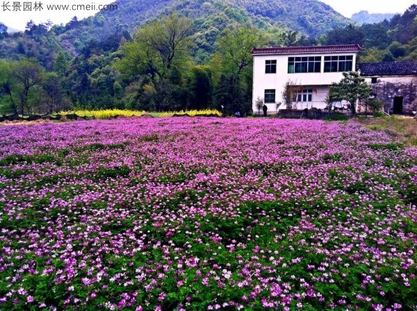 紅花酢漿草種子發芽出苗開花圖片