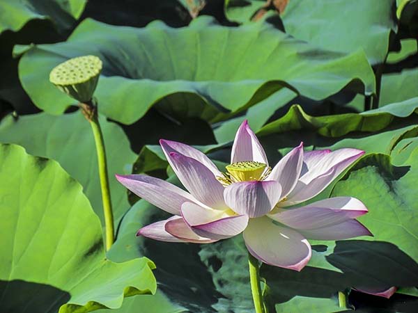 荷花苗種藕蓮藕苗