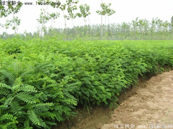 紫穗槐種子