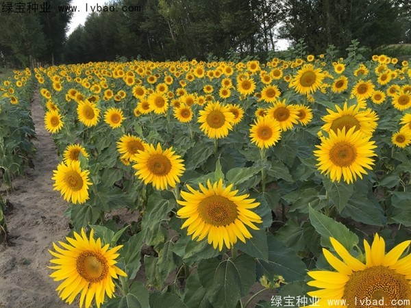 矮向日葵圖片