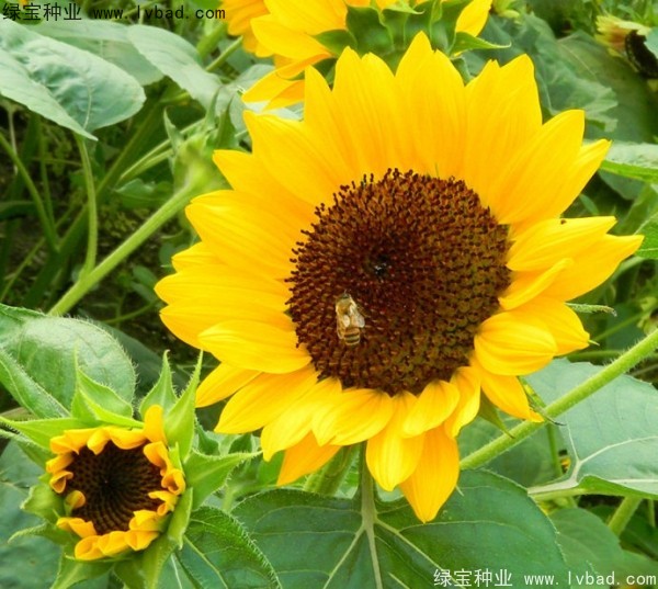 矮向日葵圖片