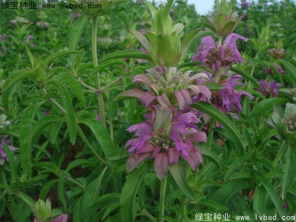 薄荷圖片
