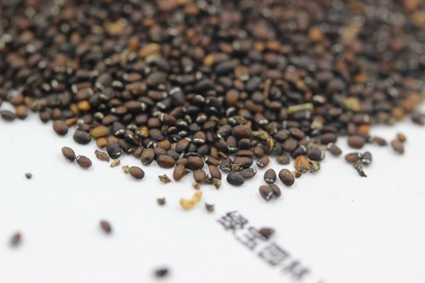 薄荷種子