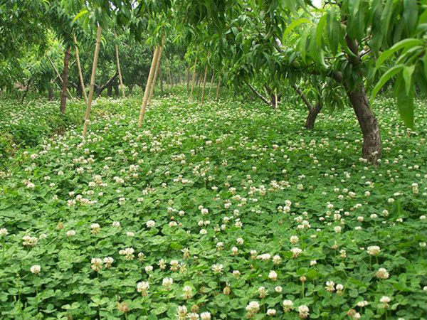 白三葉草圖片
