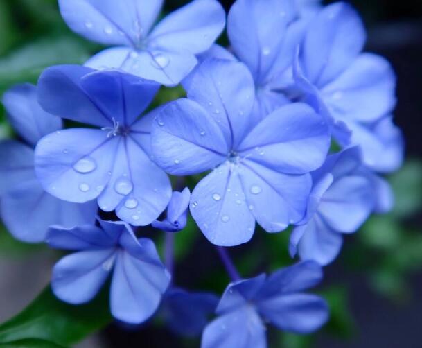 藍雪花4.jpg