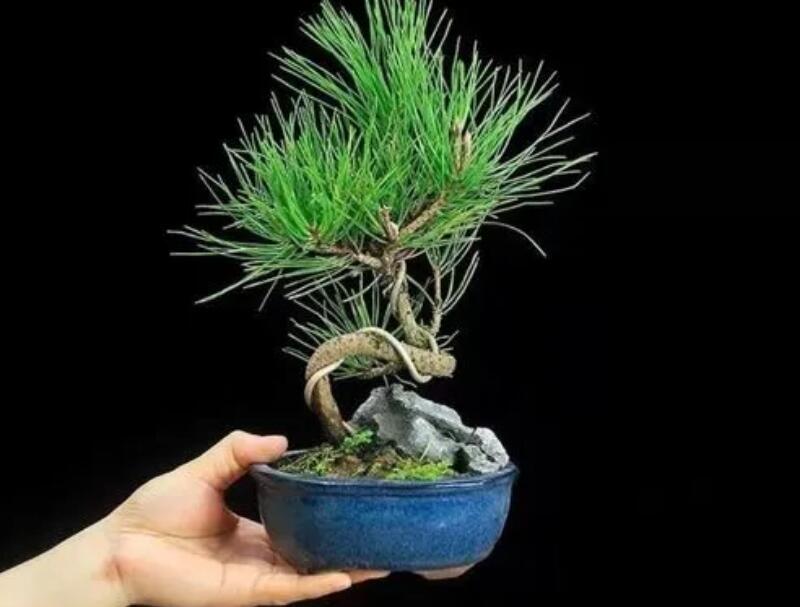 1648542962304847.jpg 1648542962304847.jpg