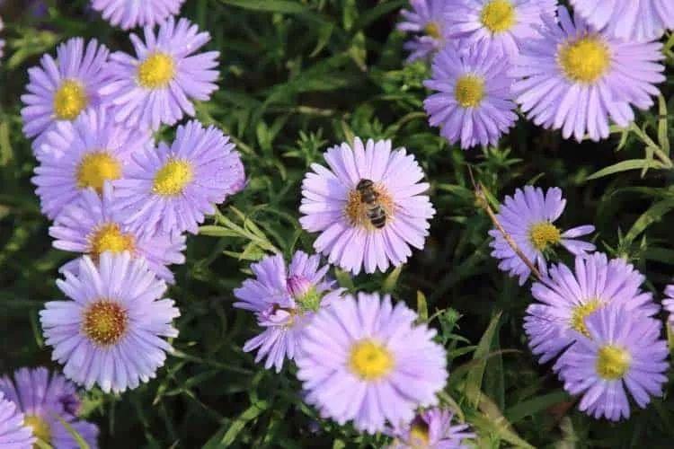 11種適合種后院里的多年生觀賞植物，養護得當能夠常年開花