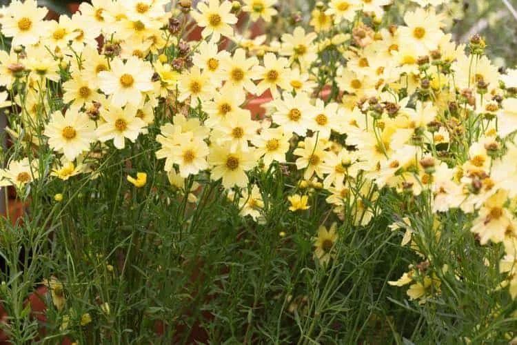11種適合種后院里的多年生觀賞植物，養護得當能夠常年開花