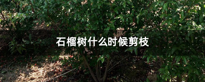 石榴樹什么時候剪枝