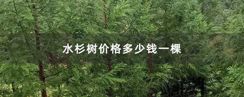 水杉樹價格多少錢一棵