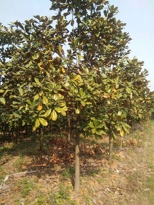 廣玉蘭小苗價格多少錢一棵?廣玉蘭如何種植?