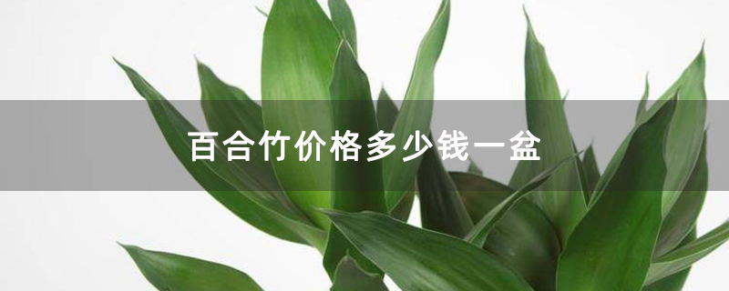 百合竹價格多少錢一盆