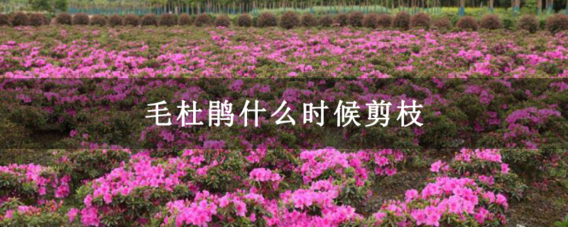 毛杜鵑什么時候剪枝