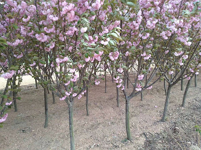 櫻花什么時候種植好?盆栽紅葉櫻花種植技術