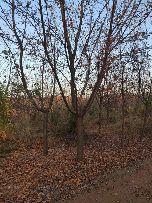 櫻花什么時候種植好?盆栽紅葉櫻花種植技術