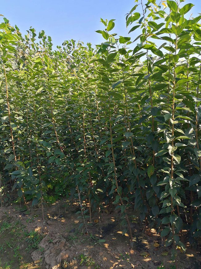 櫻花什么時候種植好?盆栽紅葉櫻花種植技術