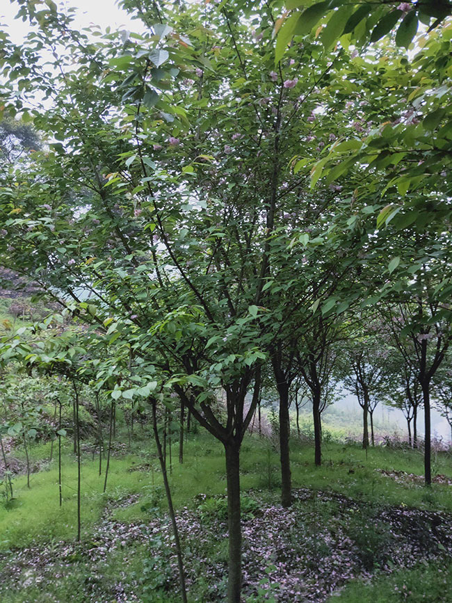 櫻花什么時候種植好?盆栽紅葉櫻花種植技術