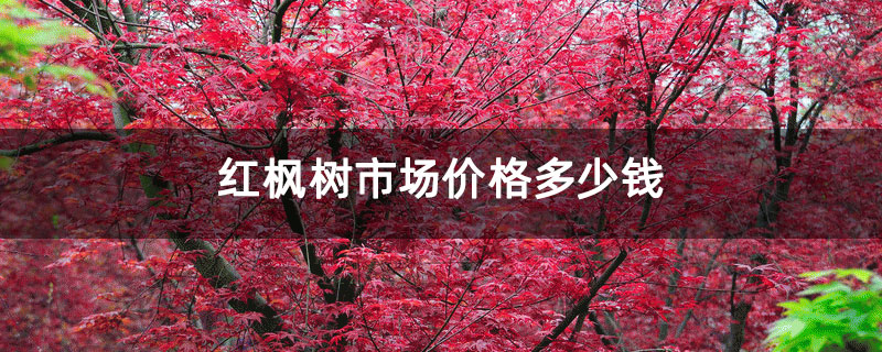 紅楓樹市場價格多少錢