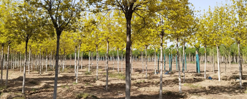 9公分金葉白蠟價格多少錢一棵