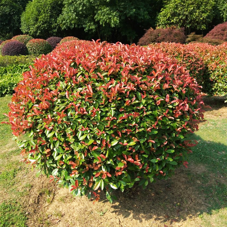 紅葉石楠圖片實拍.jpg 紅葉石楠圖片實拍.jpg