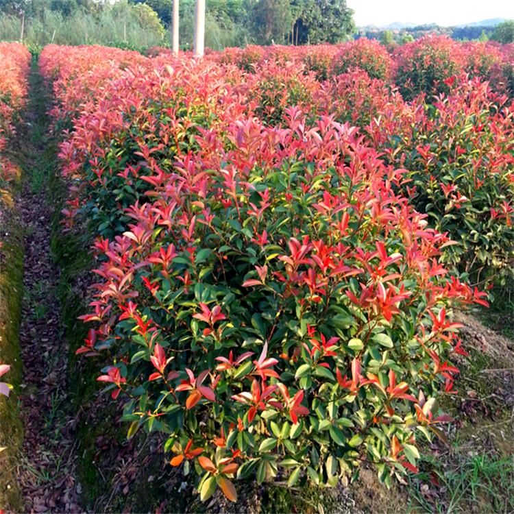 紅葉石楠球.jpg 紅葉石楠球.jpg