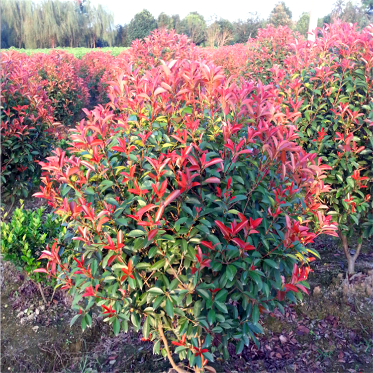 紅葉石楠基地實拍.jpg 紅葉石楠基地實拍.jpg