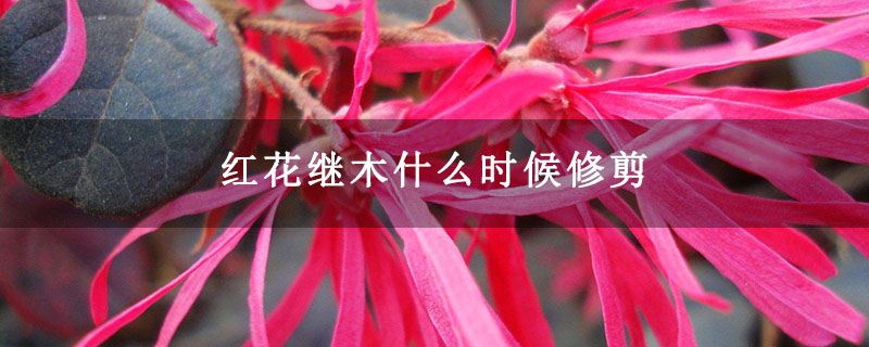 紅花繼木 紅花繼木