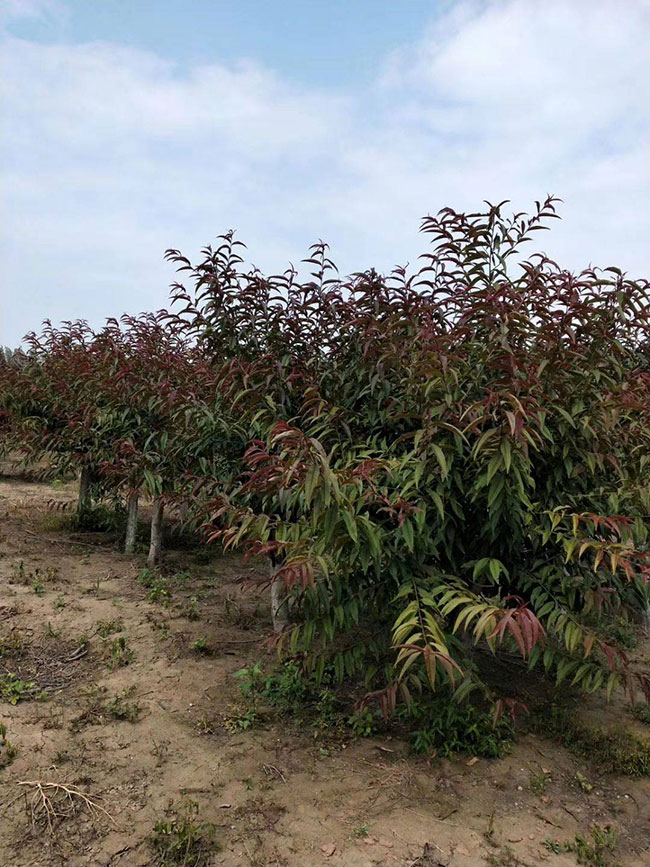 紅葉碧桃種子如何種植?紅葉碧桃種植經驗