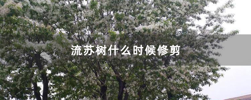 春天的流蘇樹