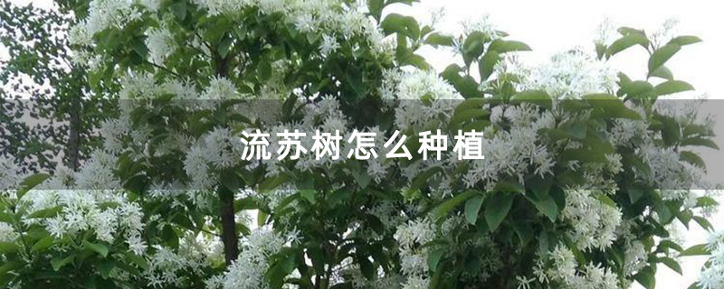 大流蘇樹實拍圖