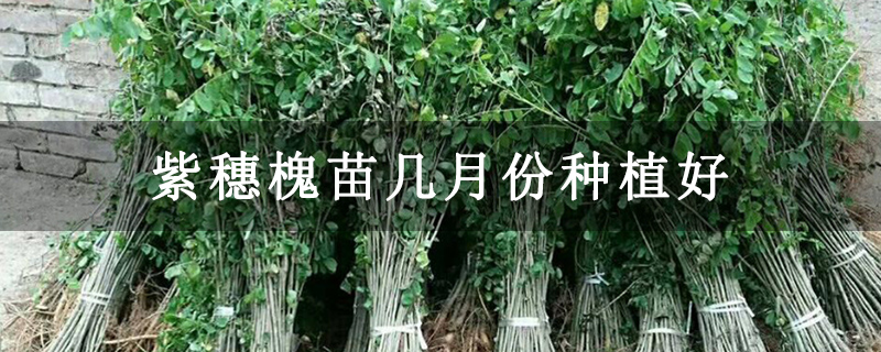 紫穗槐苗幾月份種植好