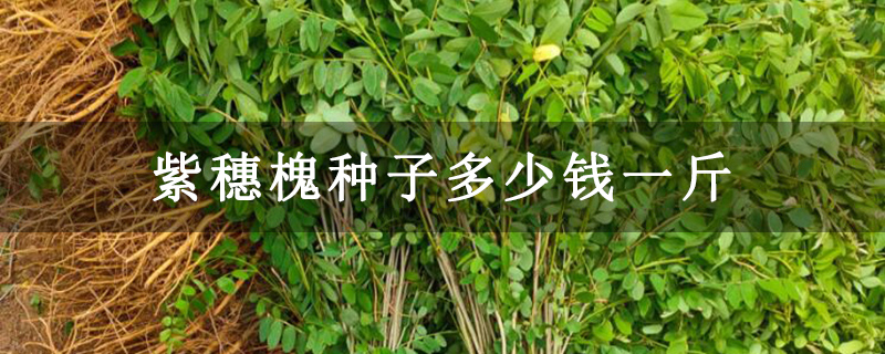 紫穗槐種子多少錢一斤