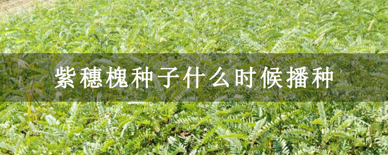 紫穗槐種子什么時候播種