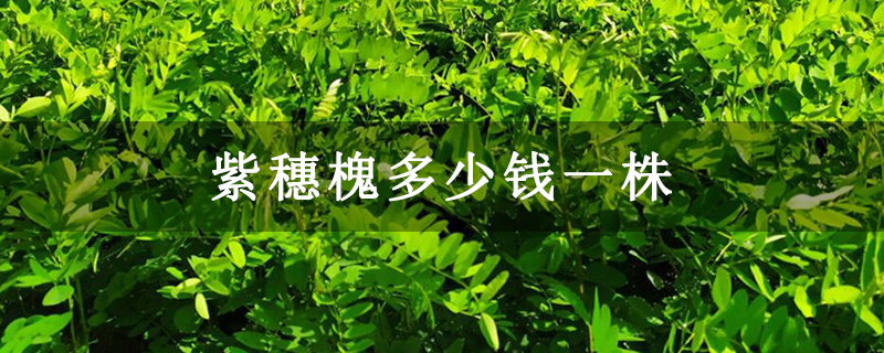 紫穗槐多少錢一株