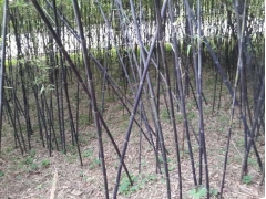 萬壽菊每畝產多少斤種子
