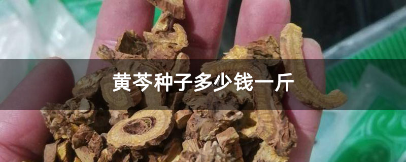 黃芩種子多少錢一斤