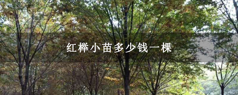 紅櫸小苗多少錢一棵