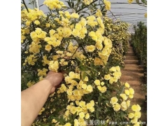 黃花木香苗