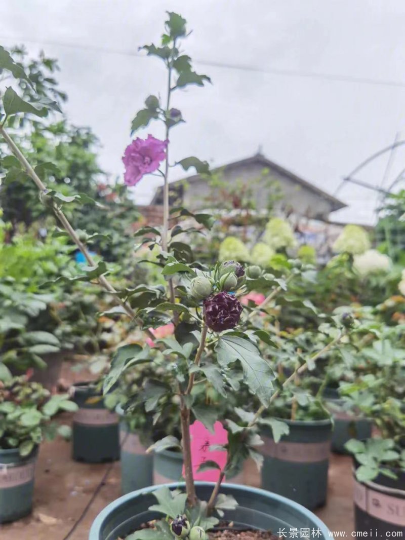 紫玉木槿