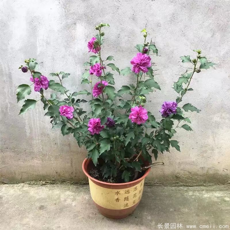 紫玉木槿
